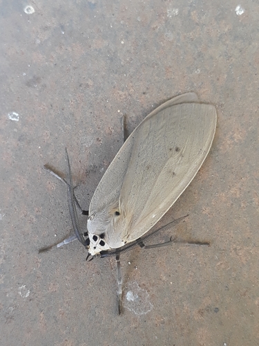 Opharus rema Dognin, 1891