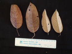 Shorea crassa