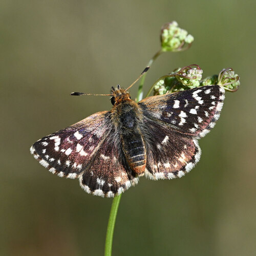 Red-underwing Skipper, photo 4 of 10