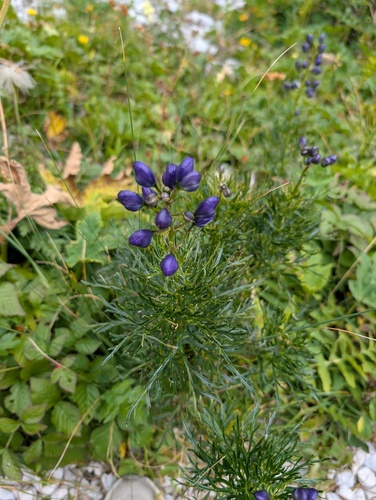 Aconitum angustifolium, photograph 2