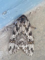 Phaegoptera punctularis