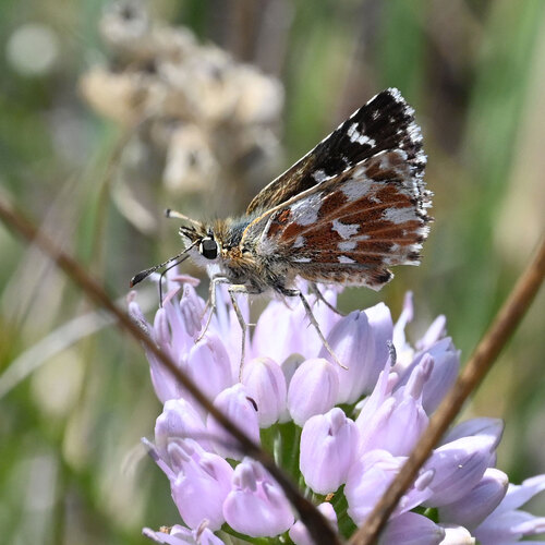 Red-underwing Skipper, photo 6 of 10