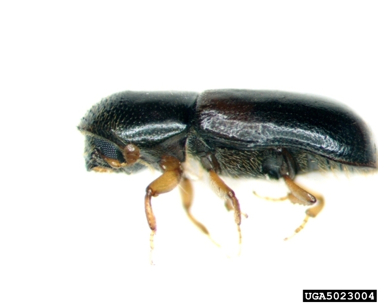 American Utilizable Wood Bark Beetle