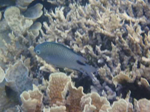 Amblyglyphidodon ternatensis observed 2024-10-07