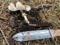 Lepiota fuliginescens