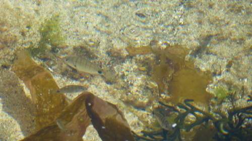 Diplodus cadenati