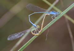 Pseudagrion spencei