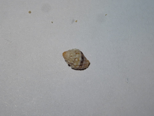 Vexillum cancellarioides observed 2025-08-18