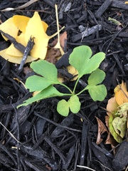 Ginkgo biloba