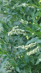 Persicaria barbata