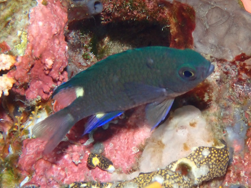 Twinspot chromis (Chromis elerae) — Pomacentridae — 5