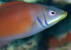 Pseudocheilinus evanidus