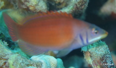 Pseudocheilinus evanidus