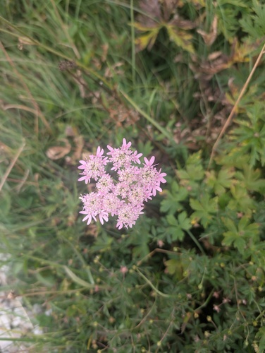 Heracleum austriacum, photograph 3