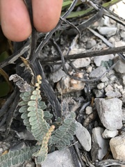 Astrolepis crassifolia