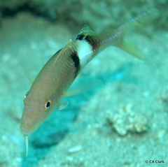 Parupeneus pleurostigma