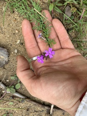 Glandularia aristigera