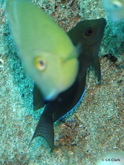 Acanthurus nigrofuscus