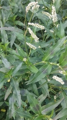 Persicaria barbata