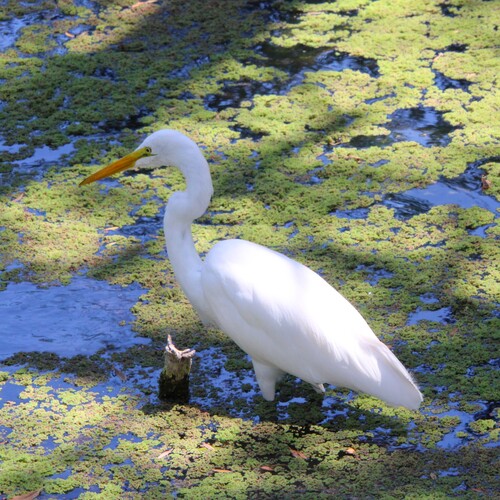 iNaturalist observation photo of Great Egret