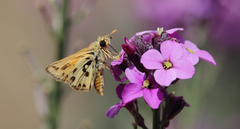 Hylephila fasciolata