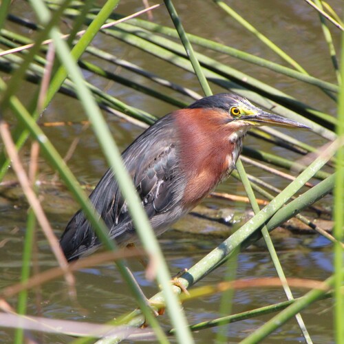 iNaturalist observation photo of Green Heron