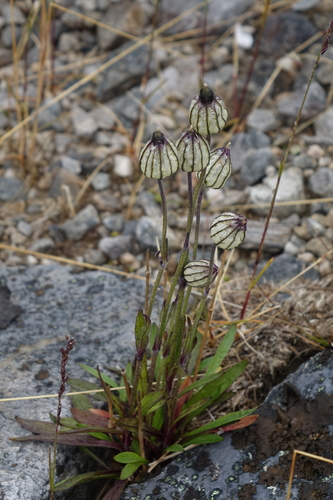 Nodding Campion (Silene wahlbergella)
