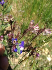 Phytoecia caerulescens