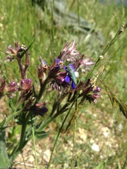 Phytoecia caerulescens