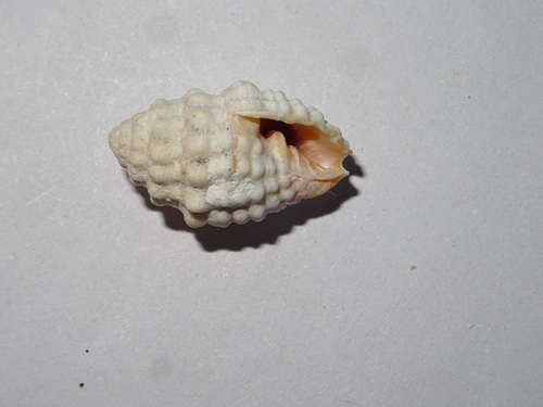Vexillum cancellarioides observed 2025-08-18