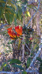 Fernandoa madagascariensis