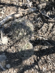 Coryphantha delicata