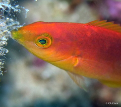 Pseudojuloides cerasinus