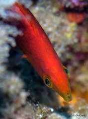 Pseudojuloides cerasinus