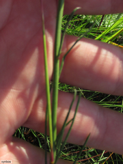Heliophila rigidiuscula