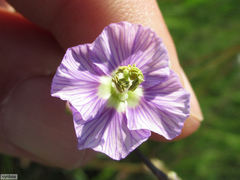 Heliophila rigidiuscula
