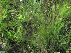 Heliophila rigidiuscula