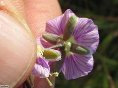 Heliophila rigidiuscula
