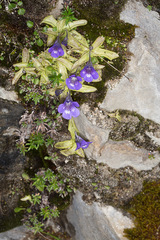 Pinguicula leptoceras