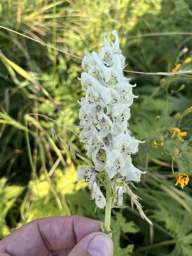 Eastern Monkshood (Aconitum orientale)