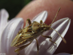 Stictopleurus scutellaris