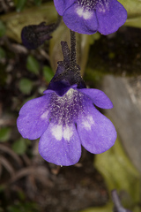 Pinguicula leptoceras