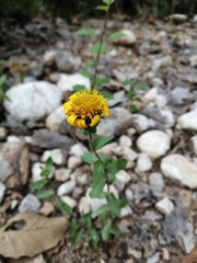 Grindelia inuloides