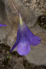 Pinguicula leptoceras