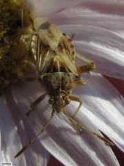 Stictopleurus scutellaris