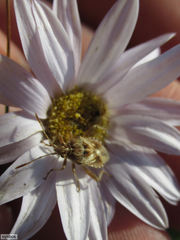 Stictopleurus scutellaris