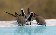 Oena capensis aliena