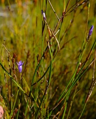 Siphocodon spartioides