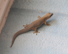 Phelsuma modesta leiogaster