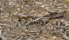 Caprimulgus madagascariensis